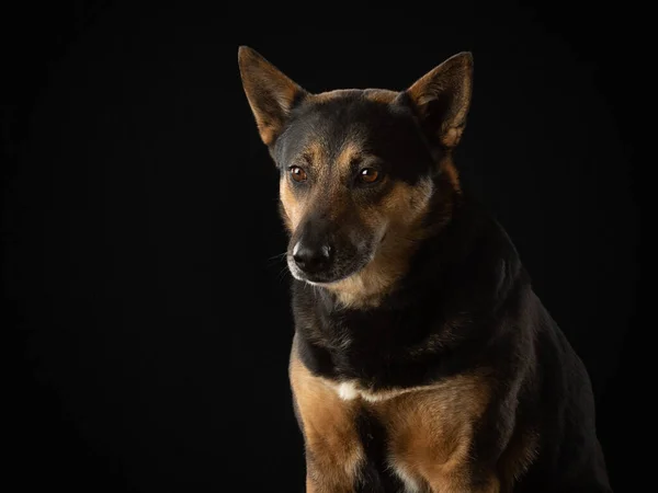 Karanlık bir geçmişi olan bir köpek. Güzel hayvan. Stüdyoda hayvanlar var.. — Stok fotoğraf