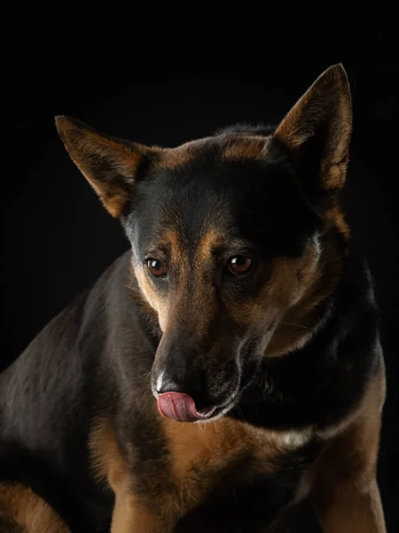 Hond op een donkere achtergrond. Prachtig huisdier. Dieren in de studio. — Stockfoto