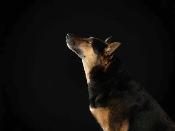 Hund auf dunklem Hintergrund. Schönes Haustier. Tiere im Atelier. — Stockfoto