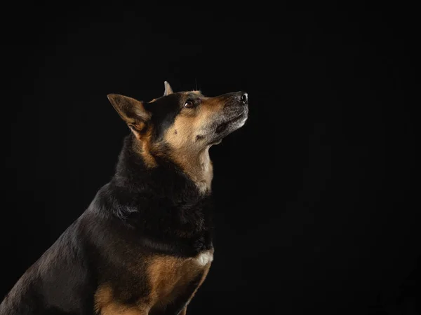 Kutya sötét háttérrel. Gyönyörű háziállat. Állatok a stúdióban. — Stock Fotó
