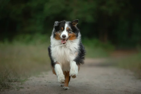 Il cane corre verso la telecamera. Pastore Autraliano soffice in natura. Animale domestico sull'erba . — Foto Stock