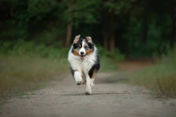 A kutya a kamerába rohan. Bolyhos Autralian Shepherd a természetben. Kisállat a fűben. — Stock Fotó