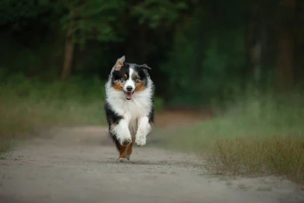 Hunden springer mot kameran. Fluffy Autralian Shepherd i naturen. Sällskapsdjur på gräset. — Stockfoto