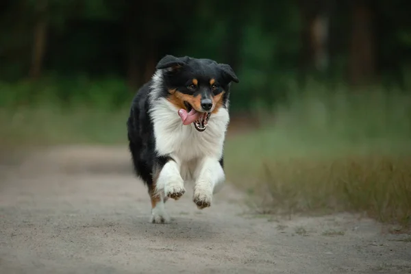 El perro corre hacia la cámara. Fluffy Autralian Shepherd en la naturaleza. Mascota en la hierba . — Foto de Stock