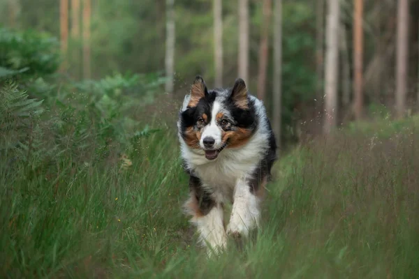 Hunden springer mot kameran. Fluffy Autralian Shepherd i naturen. Sällskapsdjur på gräset. — Stockfoto