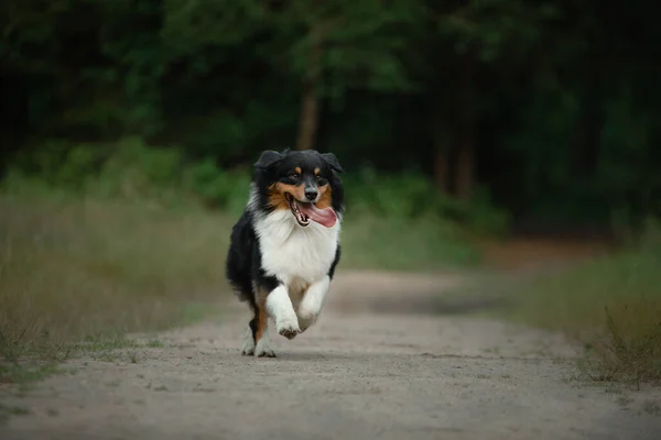 El perro corre hacia la cámara. Fluffy Autralian Shepherd en la naturaleza. Mascota en la hierba . — Foto de Stock