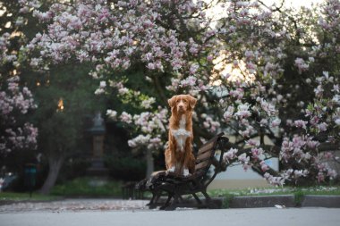 Manolya çiçeğindeki köpek. Parkta evcil hayvan. Pembe çiçekli bahçe. Nova Scotia Ördek Çalar Avcı Köpeği