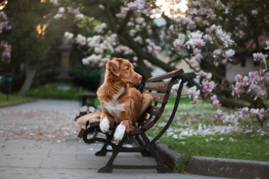 Manolya çiçeğindeki köpek. Parkta evcil hayvan. Pembe çiçekli bahçe. Nova Scotia Ördek Çalar Avcı Köpeği
