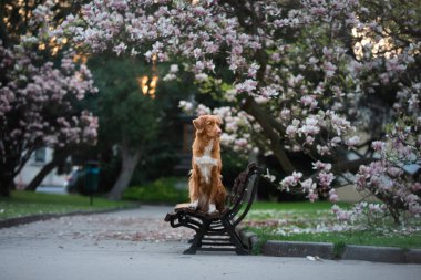 Manolya çiçeğindeki köpek. Parkta evcil hayvan. Pembe çiçekli bahçe. Nova Scotia Ördek Çalar Avcı Köpeği