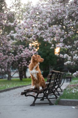 Manolya çiçeğindeki köpek. Parkta evcil hayvan. Pembe çiçekli bahçe. Nova Scotia Ördek Çalar Avcı Köpeği