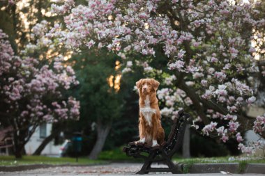 Manolya çiçeğindeki köpek. Parkta evcil hayvan. Pembe çiçekli bahçe. Nova Scotia Ördek Çalar Avcı Köpeği