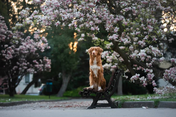 Pes na magnóliové květině. Domácí mazlíček v parku. růžová kvetoucí zahrada. Nova Scotia Duck Tolling Retriever Outdoors — Stock fotografie