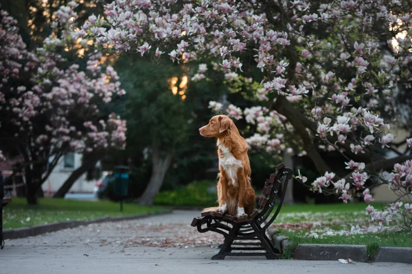Manolya çiçeğindeki köpek. Parkta evcil hayvan. Pembe çiçekli bahçe. Nova Scotia Ördek Çalar Avcı Köpeği