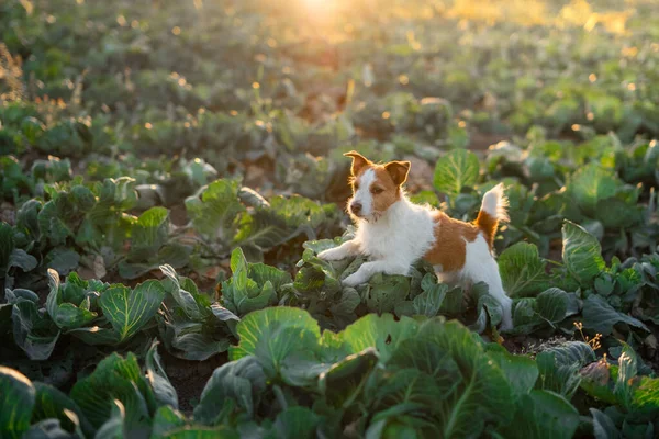 dog on the field in cabbage. sweet jack russell terrier. Sunny field of vegetables
