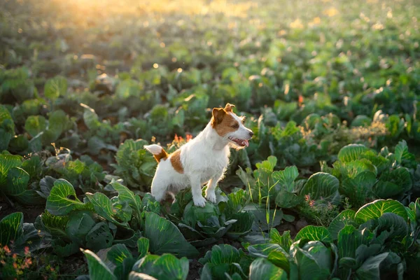 Cão no campo em repolho. Sweet Jack Russell Terrier. Campo ensolarado de legumes — Fotografia de Stock