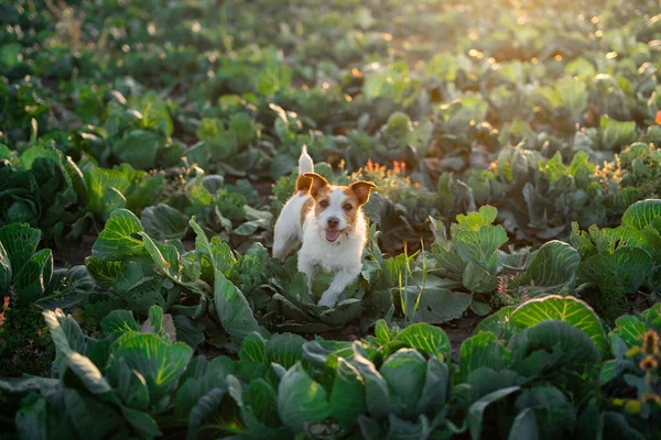 dog on the field in cabbage. sweet jack russell terrier. Sunny field of vegetables