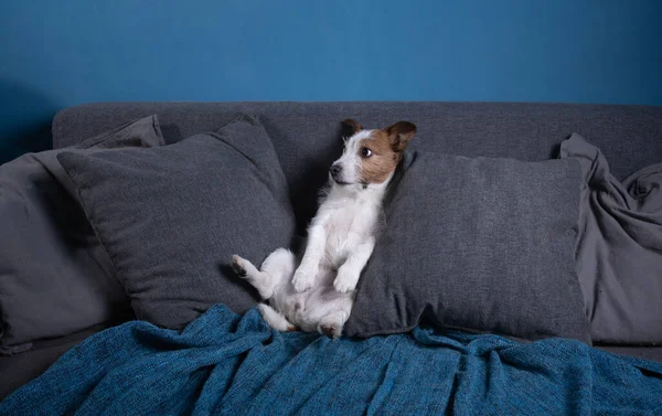 Perro en cuarentena. Jack Russell Terrier está acostado en el sofá. Descansando. mascota divertida —  Fotos de Stock