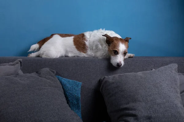 Perro en cuarentena. Jack Russell Terrier está acostado en el sofá. Descansando. mascota divertida —  Fotos de Stock