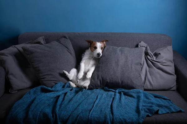 隔離された犬。ジャック・ラッセル・テリアがソファに寝そべってる。休みなさい。面白いペット — ストック写真
