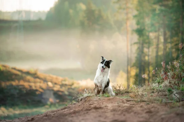 Pies we mgle. Pet na spacer w przyrodzie. Border Collie w polu, las — Zdjęcie stockowe