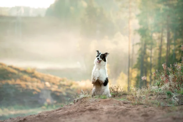 Pes v mlze. Pet na procházce v přírodě. Hraniční kolie na poli, les — Stock fotografie