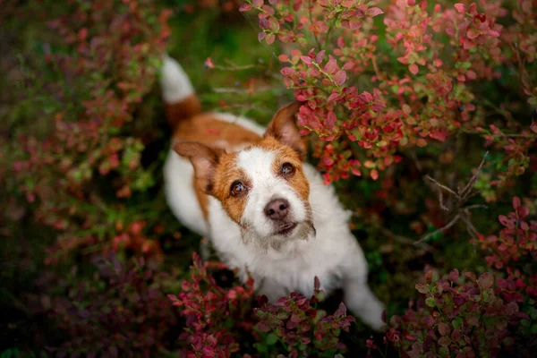 Linda vista superior del perro. Funny jack russell terrier en el bosque —  Fotos de Stock