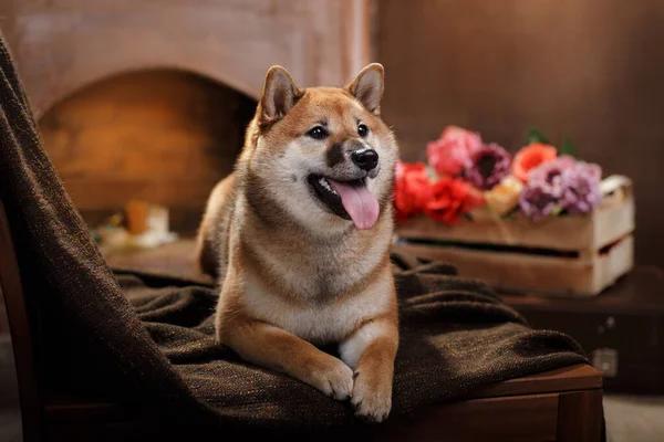 Hund zu Hause auf dem Hintergrund des Kamins. Shiba Inu im Innenraum. Einrichtungsgegenstände. Haustier drinnen. — Stockfoto