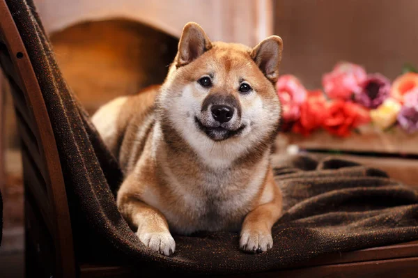 Kutya otthon a kandalló hátterében. Shiba Inu a belső térben. Lakberendezési cikkek. Kisállat belül. — Stock Fotó