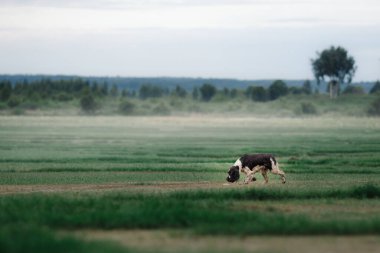 Köpek tarlada koşuyor. Springer Spaniel doğada oynuyor. Sis, sabah.