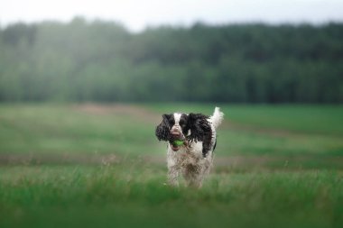 Köpek tarlada koşuyor. Springer Spaniel doğada oynuyor. Sis, sabah.
