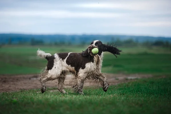 Hunden springer över fältet. Springer Spaniel spelar i naturen. Dimma, morgon. — Stockfoto