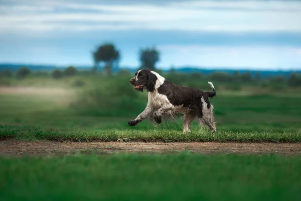 Pies biegnie przez pole. Springer Spaniel gra w przyrodzie. Mgła, dzień dobry. — Zdjęcie stockowe