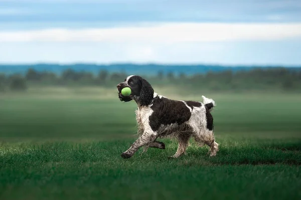 Pies biegnie przez pole. Springer Spaniel gra w przyrodzie. Mgła, dzień dobry. — Zdjęcie stockowe