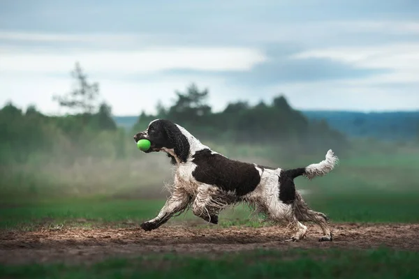 Pies biegnie przez pole. Springer Spaniel gra w przyrodzie. Mgła, dzień dobry. — Zdjęcie stockowe