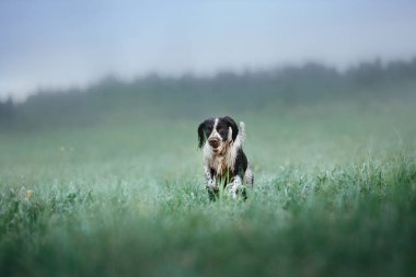 Köpek tarlada koşuyor. Springer Spaniel doğada oynuyor. Sis, sabah.