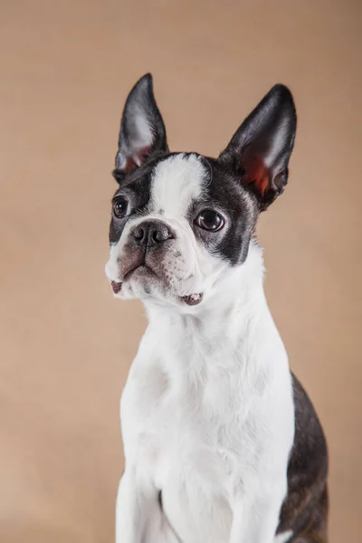 Cucciolo su sfondo beige chiaro. Ritratto del cane Boston Terrier. Animali domestici in studio — Foto Stock