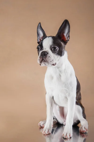 Valp på en ljus beige bakgrund. Dog Boston Terrier porträtt. Sällskapsdjur i studion — Stockfoto