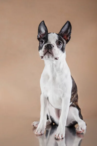 Cucciolo su sfondo beige chiaro. Ritratto del cane Boston Terrier. Animali domestici in studio — Foto Stock