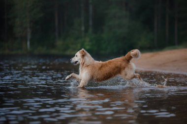 Köpek plajda oynuyor. Golden Retriever suda, doğada. Evcil hayvan.