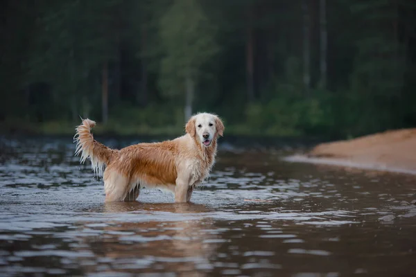 这只狗在海滩上玩耍.金猎犬在水里，在大自然。去散散步吧 — 图库照片