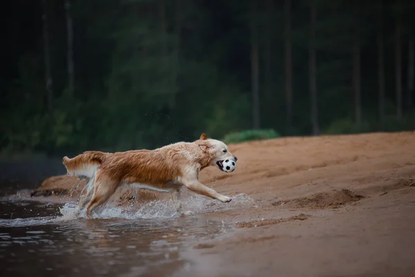 Ten pes si hraje na pláži. Zlatý retrívr ve vodě, v přírodě. Domácí mazlíček na procházku — Stock fotografie