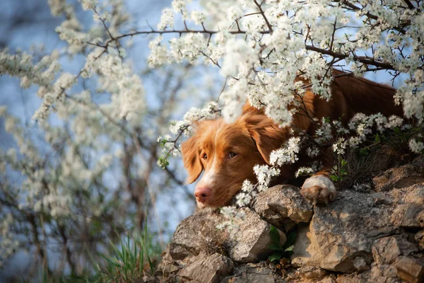 リンゴの木を背景に犬。ノバスコシアダックトロールレトリバーは岩の上にあります。自然界のペット — ストック写真