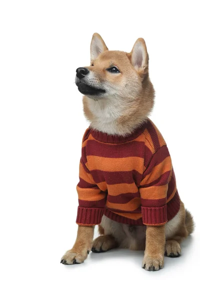 セーターを着た面白い子犬。白地に柴犬. — ストック写真