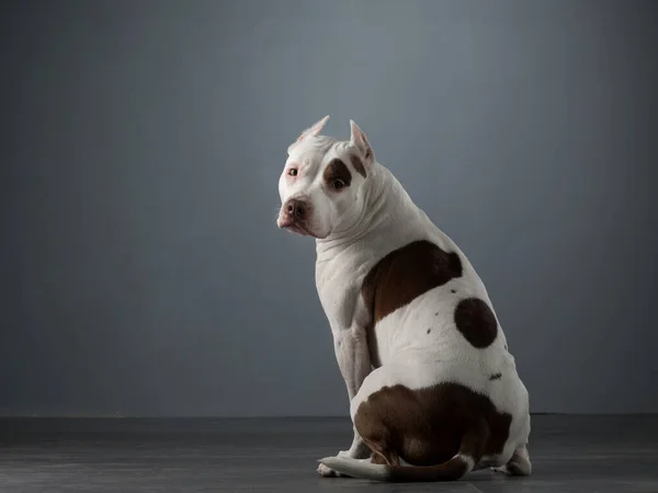 The dog sits with its back, turned away and looks at the camera. Beautiful spotted pit bull terrier. White-red color. — Stock Photo, Image