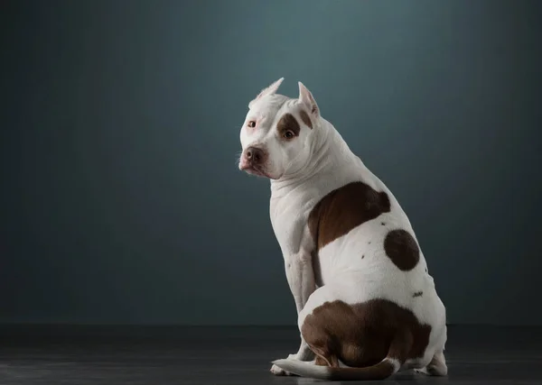 Le chien s'assoit le dos tourné et regarde la caméra. Beau pit-bull terrier tacheté. Couleur blanc-rouge . — Photo