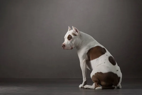 Le chien s'assoit le dos tourné et regarde la caméra. Beau pit-bull terrier tacheté. Couleur blanc-rouge . — Photo