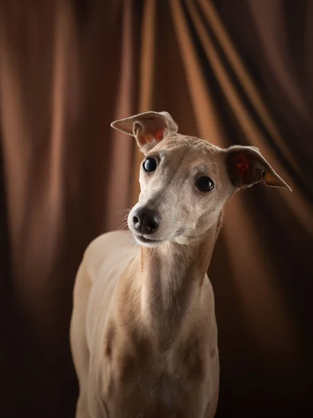 Cão em um fundo cortinas marrom. gracioso italiano galgo. — Fotografia de Stock