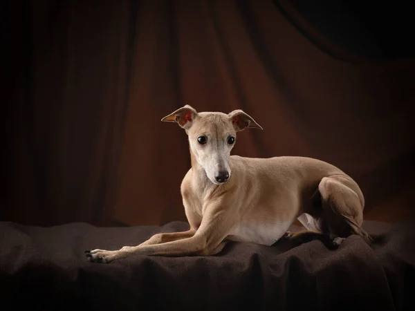 Cane su uno sfondo drappeggio marrone. grazioso levriero italiano. — Foto Stock