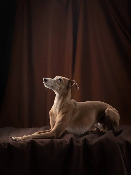 Собака на коричневом фоне драпировки. изящная итальянская борзая. — стоковое фото