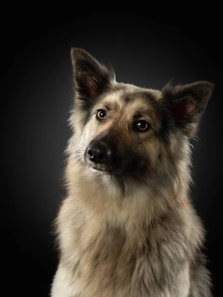 Egy sötét hátterű kutya portréja. Kifejező pillantás, sárga szemek. Kisállat a stúdióban — Stock Fotó